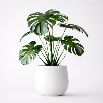 Monstera Zimmerpflanze im Topf
